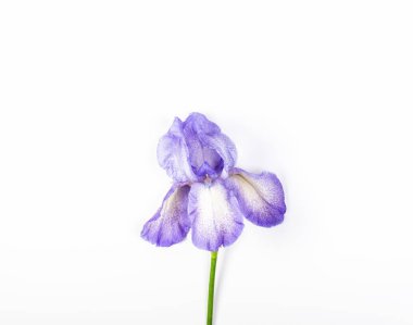 Beyaz arka plan üzerinde mor Iris çiçeği. Üstten görünüm kopya alanı ile. Düz yatıyordu.