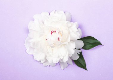 Beyaz Şakayık Çiçeği ve yaprağı pastel mor zemin üzerine. Üstten görünüm. Düz yatıyordu.