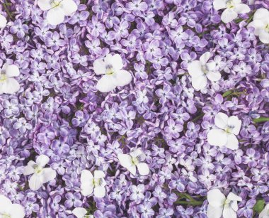 Eflatun çiçekler ve beyaz ibne arka plan. Düz yatıyordu. Üstten Görünüm.