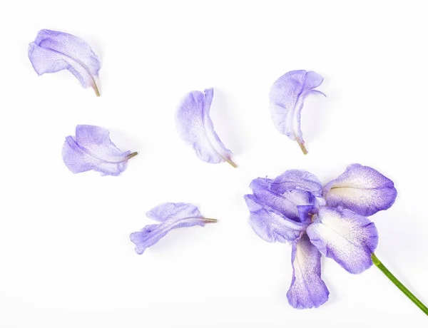 Mor Iris çiçek ve yaprakları beyaz arka plan üzerinde. Düz yatıyordu. Üstten görünüm.