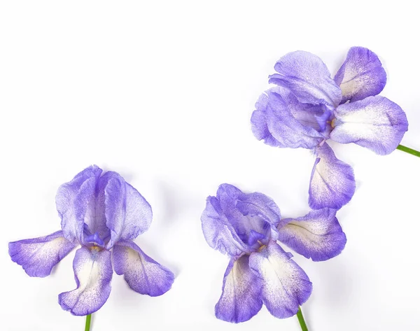 Beyaz zemin üzerinde üç mor Süsen. Üstten görünüm kopya alanı ile. Düz yatıyordu.