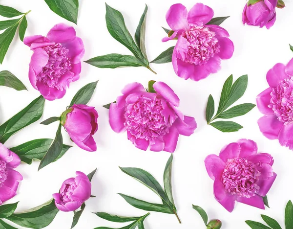 Квітковий Візерунок Рожевих Піоновидних Квітів Листя Ізольовані Білому Тлі Пласка — стокове фото