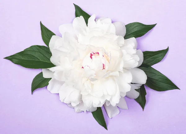 Біла Квітка Півонії Листя Пастельно Фіолетовому Тлі Вид Зверху Плоский — стокове фото