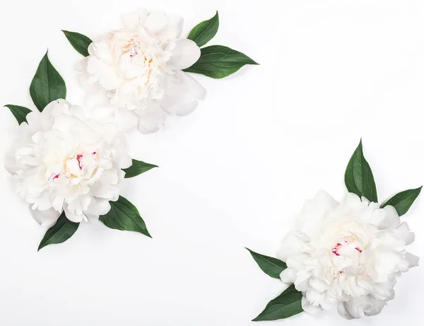 Frame Van Drie Witte Pioen Bloemen Bladeren Een Witte Achtergrond — Stockfoto