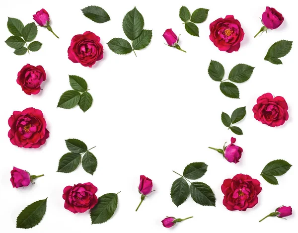 Cornice Floreale Fatta Fiori Rosa Rosa Boccioli Foglie Isolate Sfondo — Foto Stock