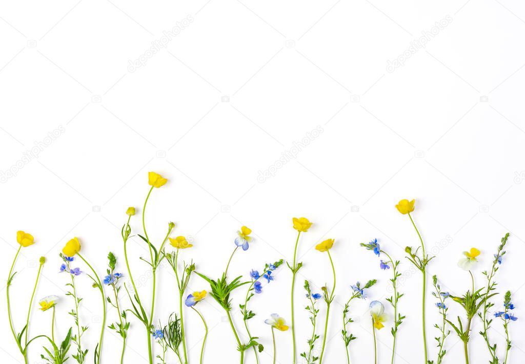 Meadow flowers with field buttercups and pansies isolated on white background. Top view with copy space. Flat lay.