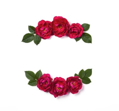 Pembe gül çiçek ve beyaz arka plan üzerinde izole yaprak çerçeve çiçek çelenk yaptı. Düz yatıyordu. Üstten görünüm.