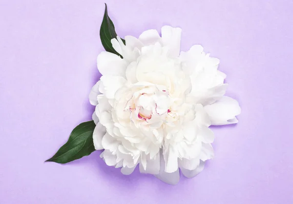 Біла Квітка Півонії Листя Фіолетовому Фоні Вид Зверху Плоский Прошарок — стокове фото