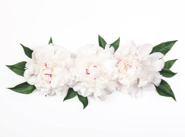 Üç beyaz şakayık çiçekleri ve yaprakları beyaz arka plan üzerinde. Üstten görünüm. Düz yatıyordu.