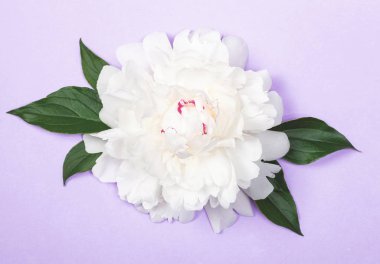 Beyaz Şakayık Çiçeği ve yaprağı pastel mor zemin üzerine. Üstten görünüm. Düz yatıyordu.