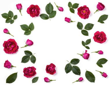 Pembe gül çiçek, tomurcukları ve beyaz arka plan üzerinde izole yaprak çerçeve çiçek yapılmış. Düz yatıyordu. Üstten görünüm.