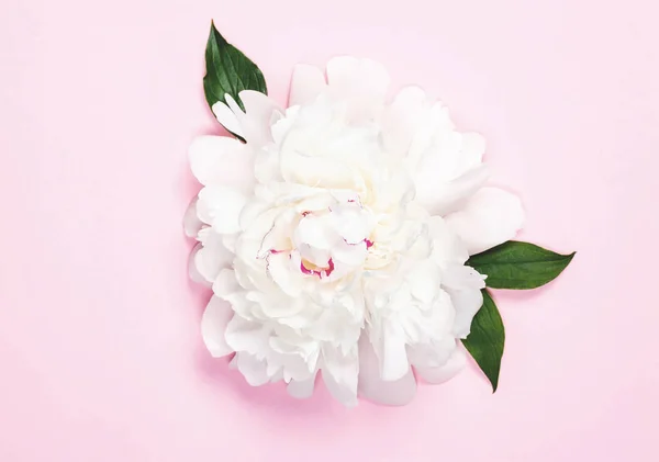 Flor Peonía Blanca Hojas Sobre Fondo Rosa Pastel Vista Superior — Foto de Stock
