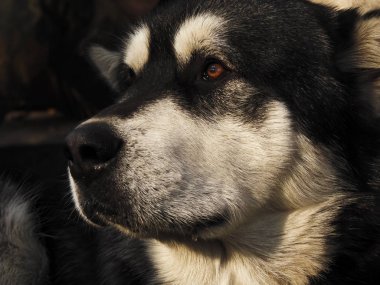 Üzücü bir köpek beklentisiyle mesafe içine görünüyor