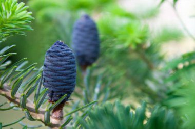 Kore köknar ağacı yeşil bir arka plan üzerinde. O mavi veya mor diken diken vardır. Koniler özgün ve parlak