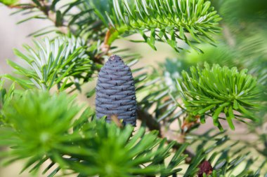 Kore köknar ağacı yeşil bir arka plan üzerinde. O mavi veya mor diken diken vardır. Koniler özgün ve parlak