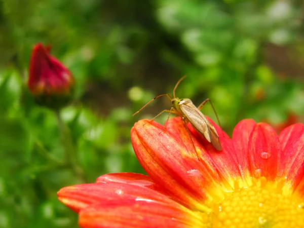The insect sits on a flower on a green background