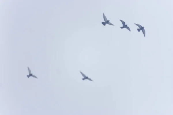 Fundo Cor Borrada Com Imagem Das Silhuetas Pássaros Voadores Céu — Fotografia de Stock