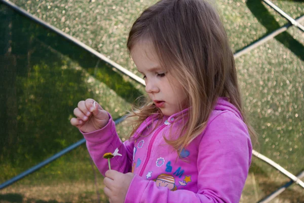 A little girl pulls off petals from a daisy. She thinks so. She whispers: \