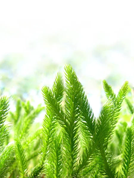 Musgo Verde Esponjoso Sobre Fondo Claro Borroso Mucho Espacio Para — Foto de Stock