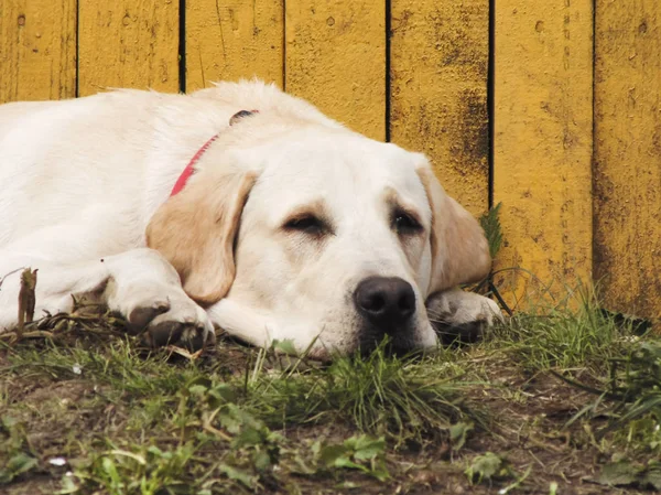 Labrador sarı bir çit arka plan üzerinde uyuyor