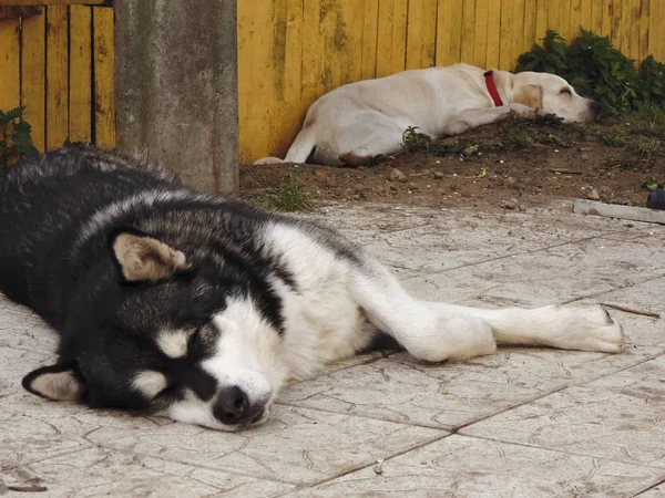 Dogs are tired of games and sleep