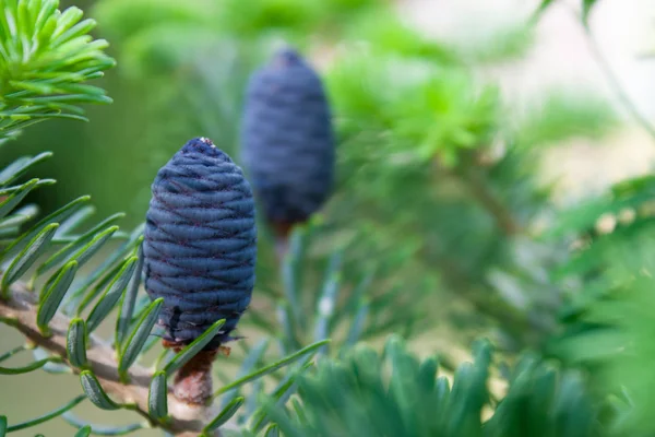Kore köknar ağacı yeşil bir arka plan üzerinde. O mavi veya mor diken diken vardır. Koniler özgün ve parlak