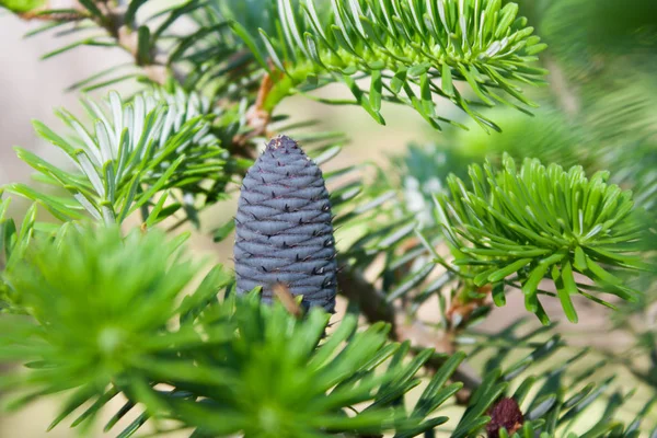 Kore köknar ağacı yeşil bir arka plan üzerinde. O mavi veya mor diken diken vardır. Koniler özgün ve parlak
