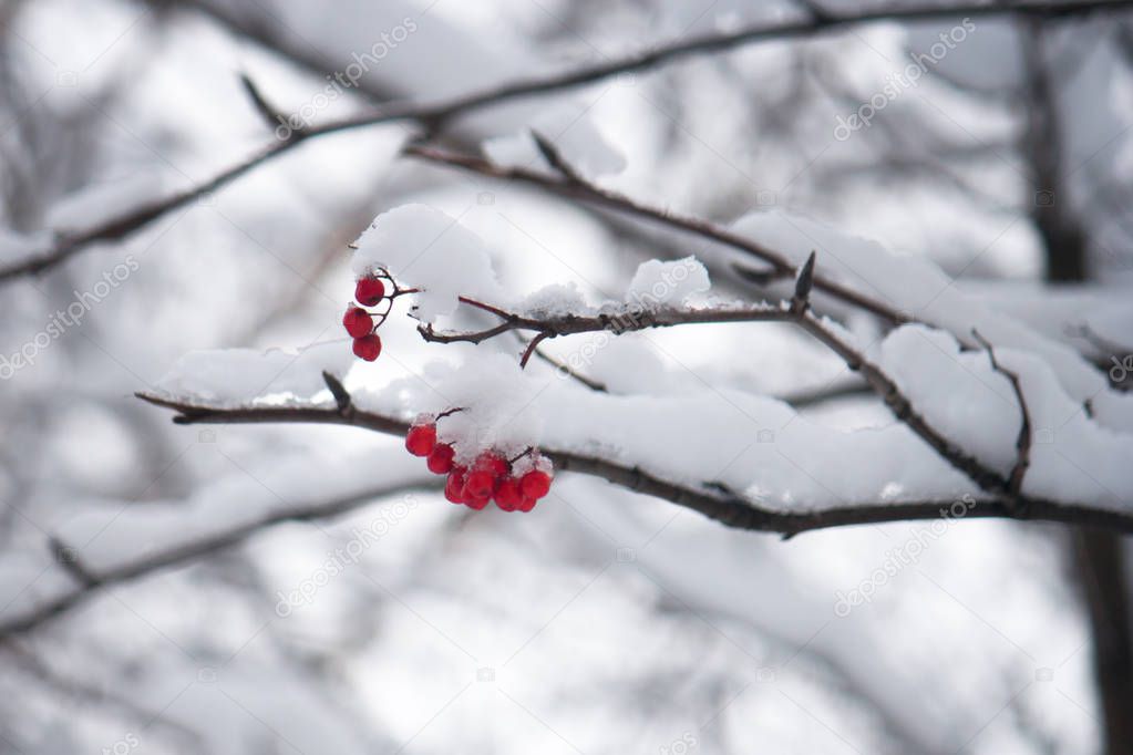 Branch with red berries, covered with snow on a cloudy day