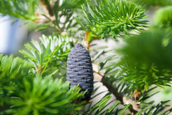 Kore köknar ağacı yeşil bir arka plan üzerinde. O mavi veya mor diken diken vardır. Koniler özgün ve parlak