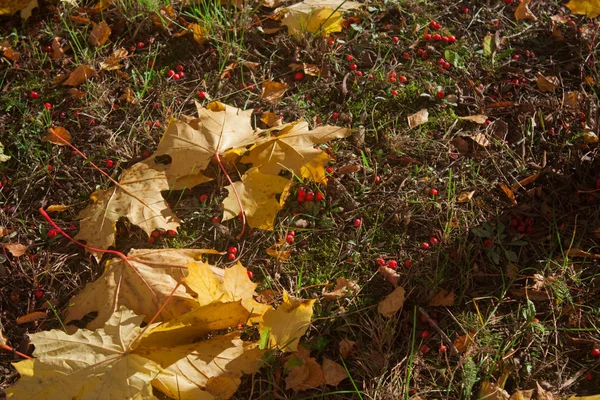 Düşen sarı akçaağaç yaprakları ve alıç meyve moss, yat, çim üzerinde yalan