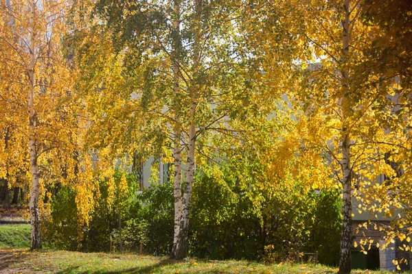 Ярко Желтая Береза Фоне Фасада Солнечный Яркий Осенний День — стоковое фото