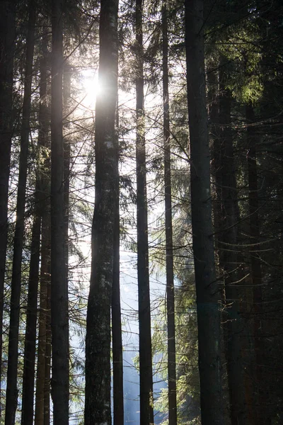 Güneş ışınlarının Ladin şubeleri aracılığıyla onların yol yapmak