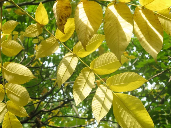 黄色的秋天叶子在绿色背景 一组叶子 茎上有明亮的叶脉 — 图库照片