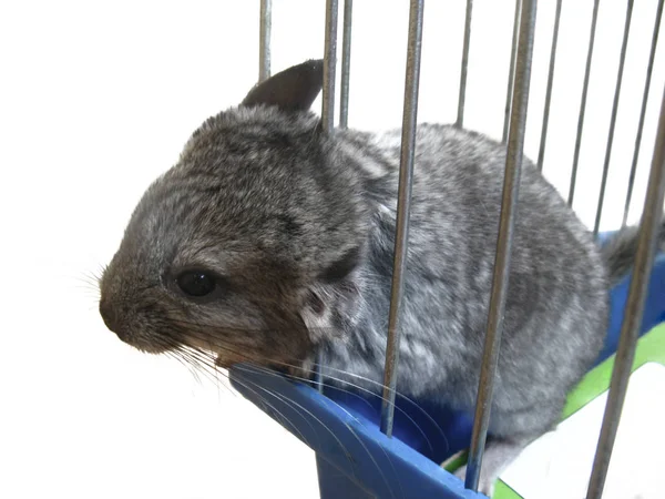 Dangerous Situation Small Chinchilla Sticks Rods Cage Chinchillas Can Dangerously — Stock Photo, Image