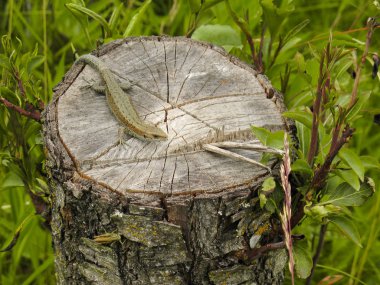 Ahşap-çim kesme sıcak üzerinde küçük bir yeşil kertenkele basks
