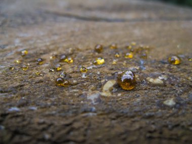 Reçine damlaları bir saçılma boyalı çam tahtada dondu.