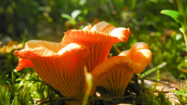 Trio Chanterelles Frescos Closeup — Fotografia de Stock