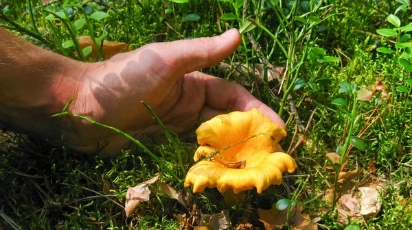 Gomba Picker Rókagombával Található Erdő Kéz Folyik Hogy Letép Egy — Stock Fotó