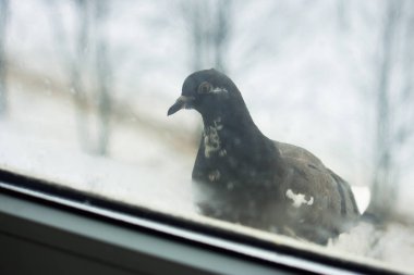 Yalnız Güvercin pencerenin dışındaki çıkıntıya oturuyor. Güvercin geliyor soğuk, aç, yalnız, endişeli, meraklı
