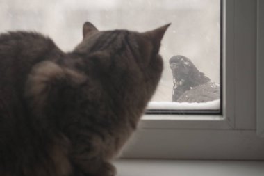 Yetişkin kedi güvercin avı çalışıyor. Kedi kuş cam arkasından ulaşamaz. Bunu uçakta hayvan saldırmış ancak pencerenin av tarafından engellenir. Farklı iki: ısı ve soğuk bir yabani kuş Evcil hayvan...