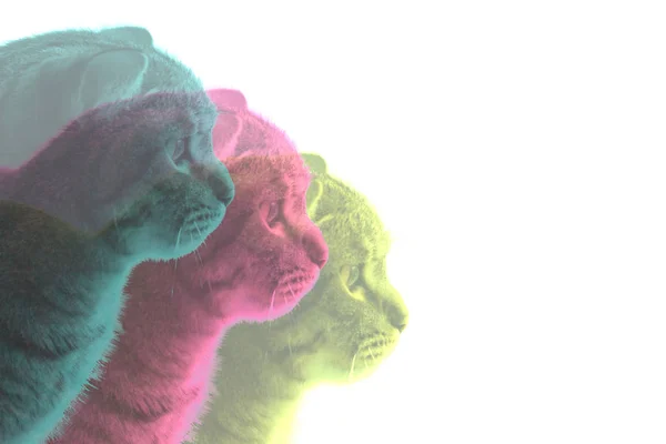Triple Retrato Del Gato Perfil Una Imagen Divide Diferentes Colores — Foto de Stock