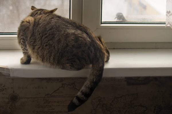 Chat Adulte Essaie Chasser Les Pigeons Chat Peut Pas Atteindre — Photo