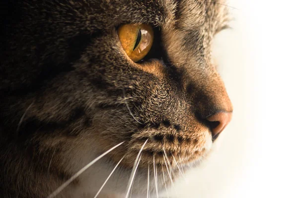 Retrato Gato Perfil Animal Estimação Olha Perto Para Distância Ele — Fotografia de Stock