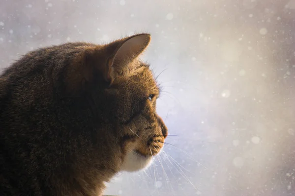 Кот Сидит Окна Серый Пет Смотрит Падающий Снег Снаружи Кошка — стоковое фото