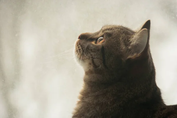 Портрет Кота Профиль Животное Внимательно Смотрит Вдаль Ждет Хозяина Кошка — стоковое фото