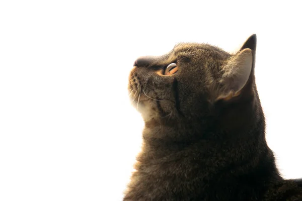 Retrato Gato Perfil Mascota Mira Cerca Distancia Está Esperando Dueño — Foto de Stock