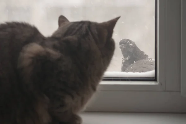 The adult cat is trying to hunt pigeons. The cat can not reach the birds from behind the glass. The animal pounces on the bird, but the window is blocked by the prey. On different sides: a domestic animal in the heat and a wild bird in the cold...