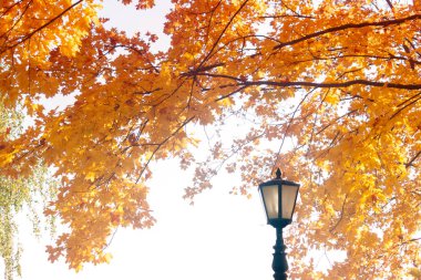 Güzel sonbahar arka plan. Sonbahar şeffaf hava parkta. Güneşli hava, Kuru, açık, şeffaf.