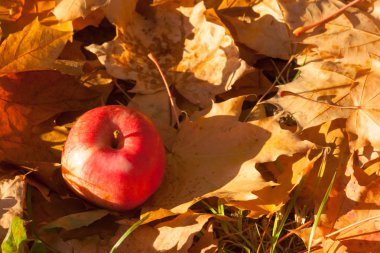 Kırmızı elma üzerinden düşmüş bir ağaç kahverengi akçaağaç yaprakları düşmüş, soluk portakal yere yatıyor