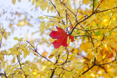 Kırmızı sonbahar akçaağaç yaprağı başka bir ağaç dallarında sarı yaprakları ile karışık. Sarı bir arka plan üzerinde parlak kırmızı nokta